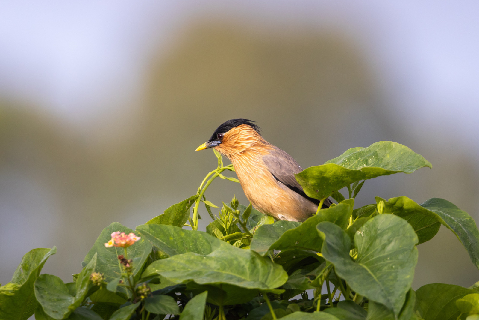 image Brahminy Starling
